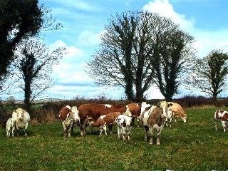 Grove Farm House Bed and Breakfast Inistioge Buitenkant foto